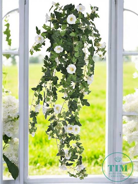 PETUNIA ZWIS BL096 BIAŁY