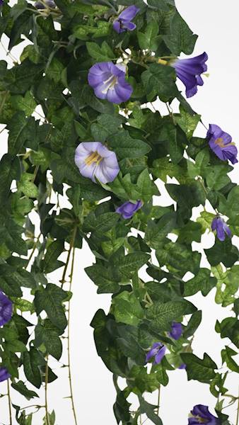 PETUNIA ZWIS BL096 FIOLETOWY