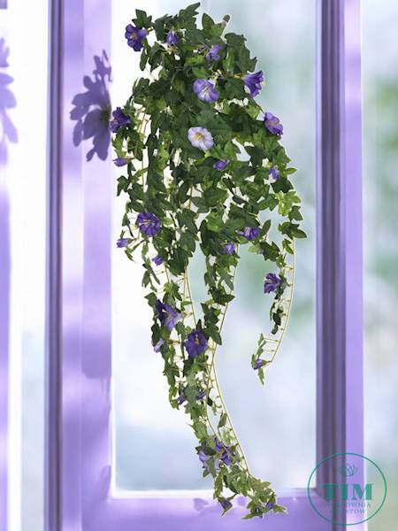 PETUNIA ZWIS BL096 FIOLETOWY