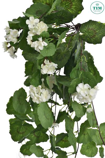 PELARGONIA ZWIS SUN681 BIAŁY