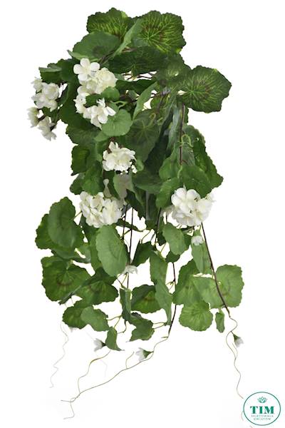 PELARGONIA ZWIS SUN681 BIAŁY