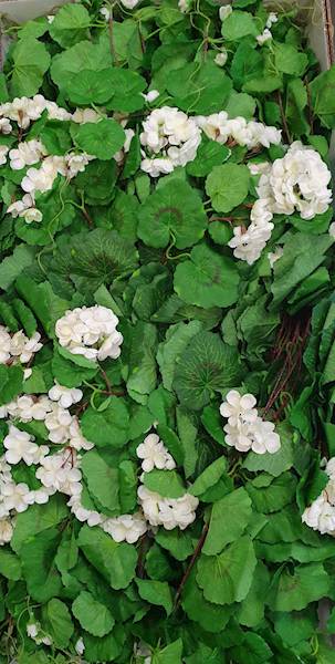 PELARGONIA ZWIS SUN681 BIAŁY