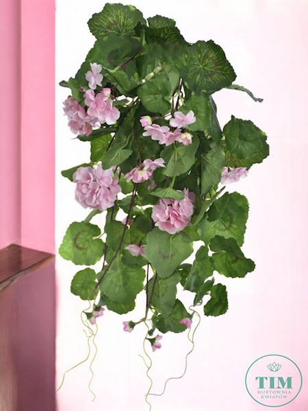 PELARGONIA ZWIS SUN681 RÓŻOWY JASNY