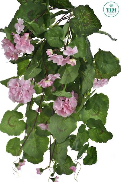 PELARGONIA ZWIS SUN681 RÓŻOWY JASNY