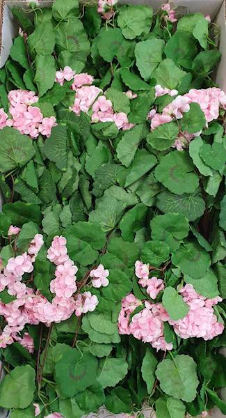 PELARGONIA ZWIS SUN681 RÓŻOWY JASNY