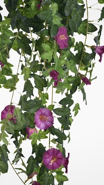 PETUNIA ZWIS BL096 RÓŻOWY CIEMNY
