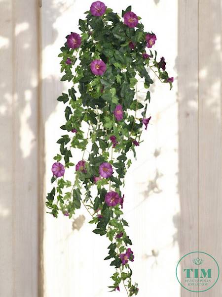 PETUNIA ZWIS BL096 RÓŻOWY CIEMNY