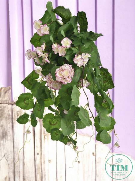 PELARGONIA ZWIS SUN681 BIAŁY RÓŻOWY
