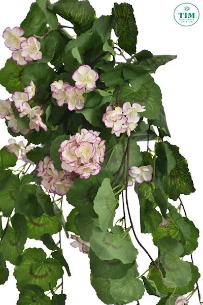 PELARGONIA ZWIS SUN681 BIAŁY RÓŻOWY