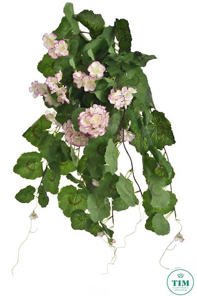 PELARGONIA ZWIS SUN681 BIAŁY RÓŻOWY