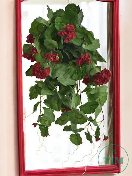 PELARGONIA ZWIS SUN681 CZERWONY