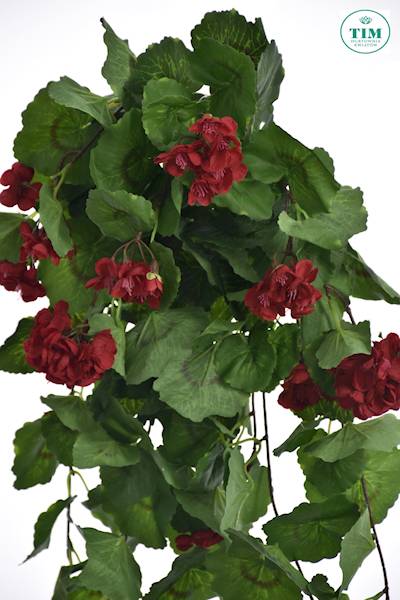 PELARGONIA ZWIS SUN681 CZERWONY