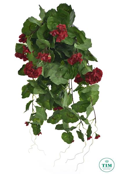 PELARGONIA ZWIS SUN681 CZERWONY