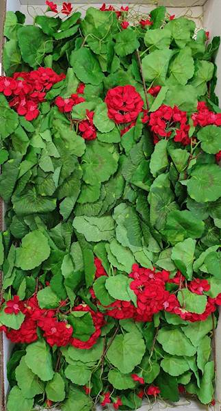 PELARGONIA ZWIS SUN681 CZERWONY