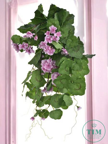 PELARGONIA ZWIS SUN681 RÓŻOWY