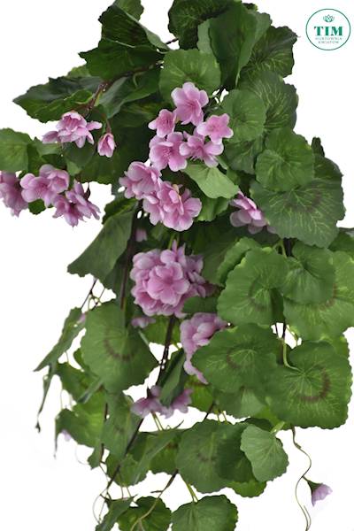 PELARGONIA ZWIS SUN681 RÓŻOWY