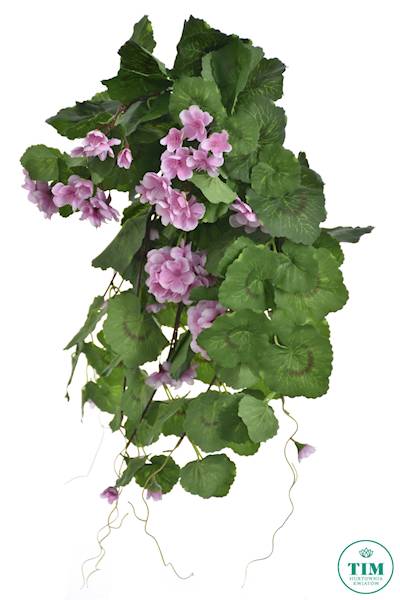 PELARGONIA ZWIS SUN681 RÓŻOWY