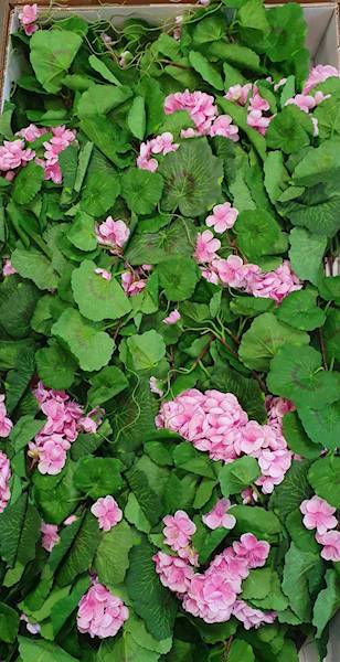 PELARGONIA ZWIS SUN681 RÓŻOWY