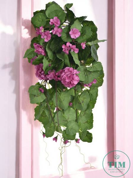PELARGONIA ZWIS SUN681 RÓŻOWY CIEMNY