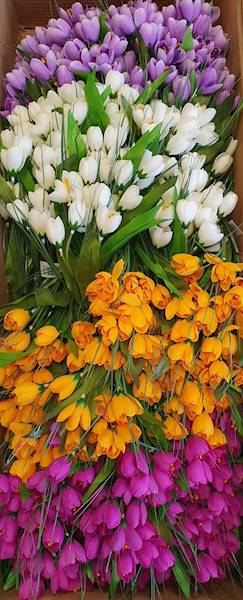 KROKUS BUKIET FMC072560 MIX KOLOR