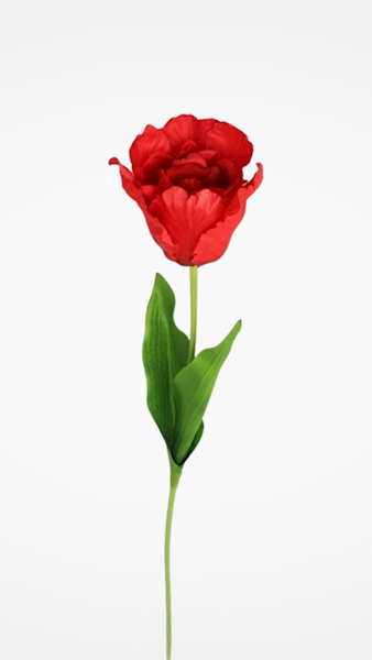 TULIPAN GAŁĄZKA 3CLF28 MIX KOLOR