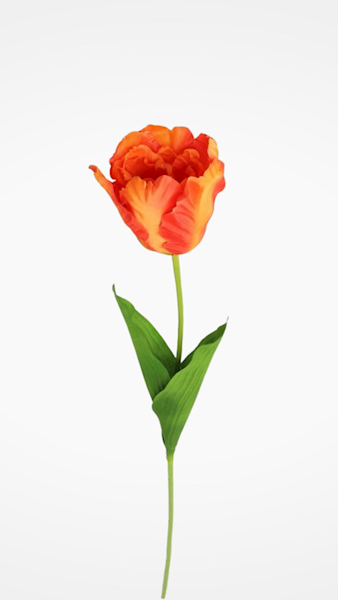 TULIPAN GAŁĄZKA 3CLF28 MIX KOLOR