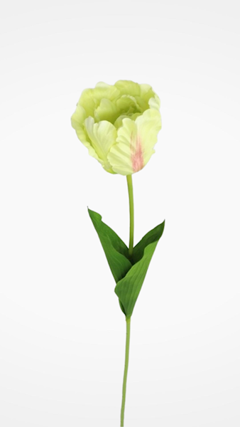 TULIPAN GAŁĄZKA 3CLF28 MIX KOLOR