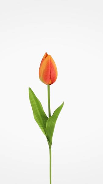 TULIPAN GAŁĄZKA TY515 MIX KOLOR