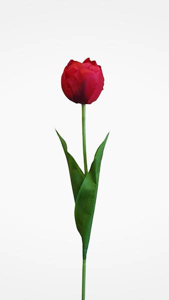 TULIPAN GAŁĄZKA 3CLF21 MIX KOLOR