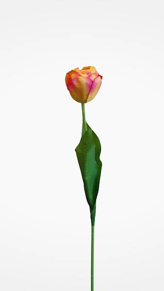 TULIPAN GAŁĄZKA 3CLF21 MIX KOLOR