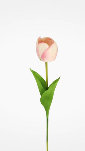 TULIPAN GAŁĄZKA TC4SF100 MIX KOLOR