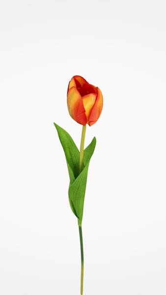 TULIPAN GAŁĄZKA TC4SF100 MIX KOLOR