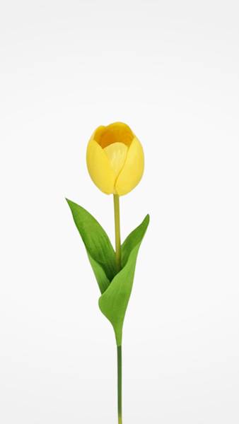 TULIPAN GAŁĄZKA TC4SF100 MIX KOLOR
