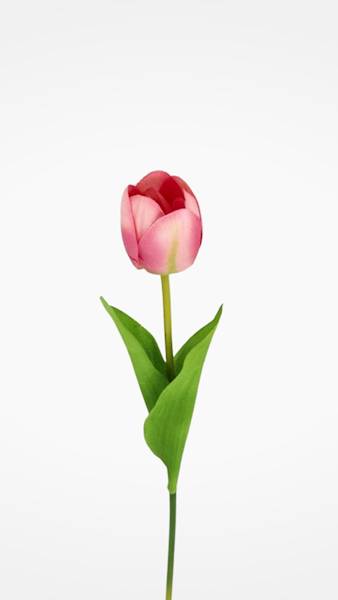 TULIPAN GAŁĄZKA TC4SF100 MIX KOLOR