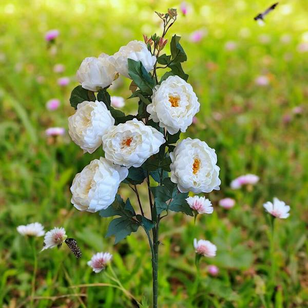 PIWONIA BUKIET ASC246522A KREMOWY
