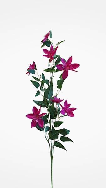KLEMATIS GAŁĄZKA SUN808 PURPUROWY