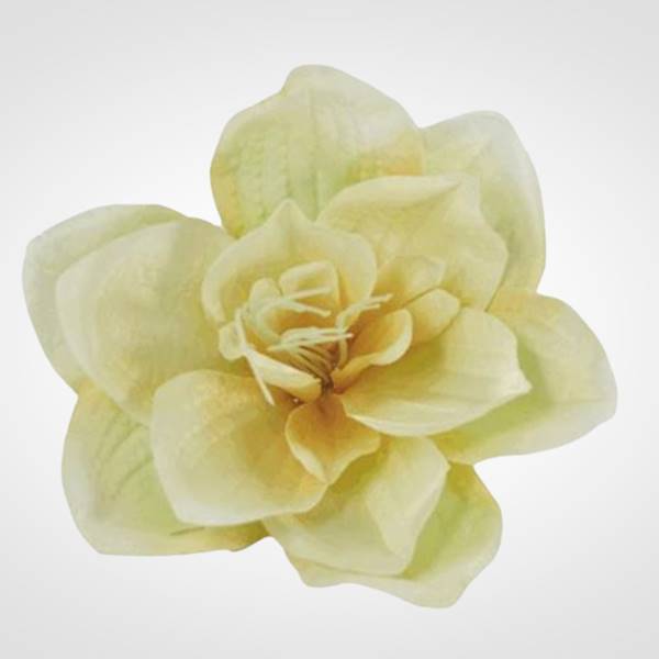 AMARYLIS WYROBOWY X12 WANILIA