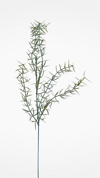ASPARAGUS DODATEK Z68300 ZIELONY