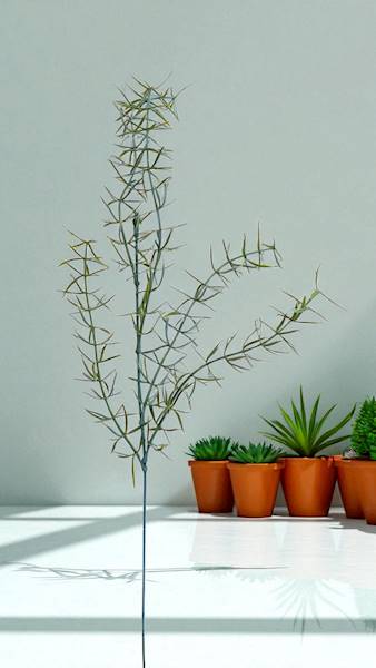 ASPARAGUS DODATEK Z68300 ZIELONY