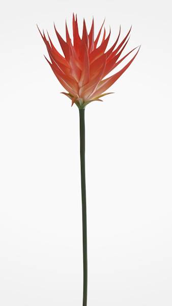 GUZMANIA ANA1014 POMARAŃCZOWY