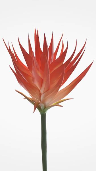 GUZMANIA ANA1014 POMARAŃCZOWY