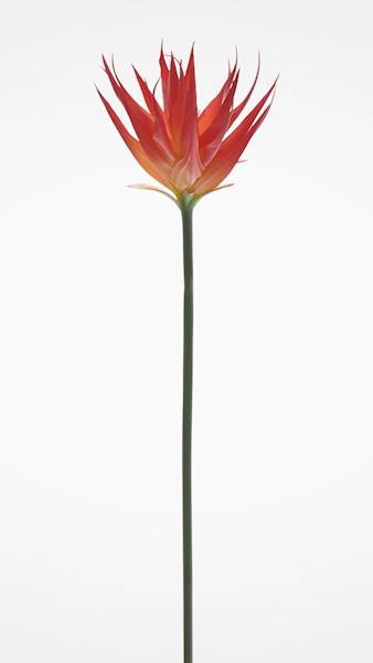 GUZMANIA ANA1014 POMARAŃCZOWY