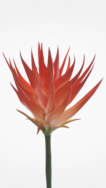 GUZMANIA ANA1014 POMARAŃCZOWY
