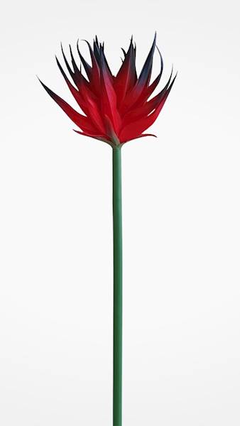GUZMANIA ANA1014 CZERWONY CZARNY