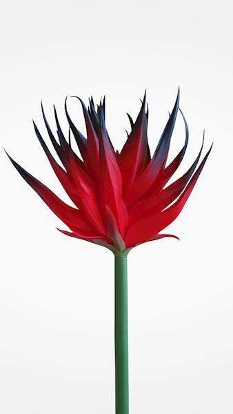 GUZMANIA ANA1014 CZERWONY CZARNY