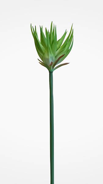GUZMANIA ANA1014 ZIELONY