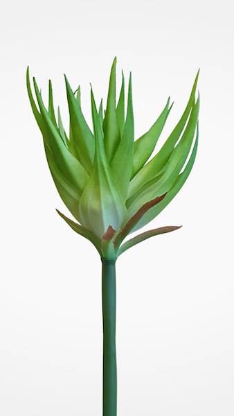 GUZMANIA ANA1014 ZIELONY