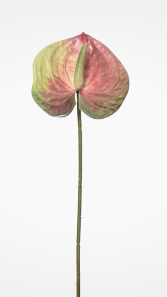 ANTHURIUM GAŁĄZKA ERA1017 MIX KOLOR
