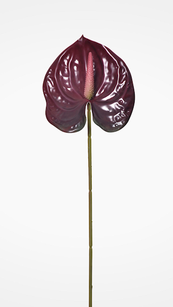 ANTHURIUM GAŁĄZKA ERA1017 MIX KOLOR