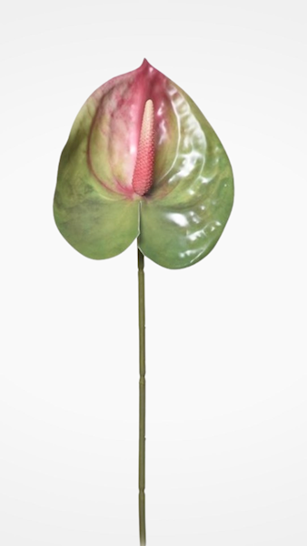 ANTHURIUM GAŁĄZKA ERA1017 MIX KOLOR